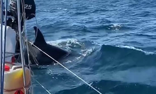 des orques attaquent un navire