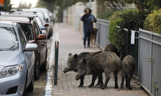 invasion de porc a Rome