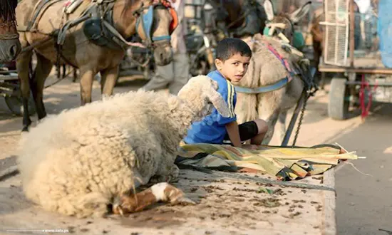 penurie de moutons a Gaza